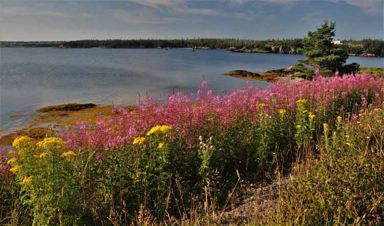 wildflowers